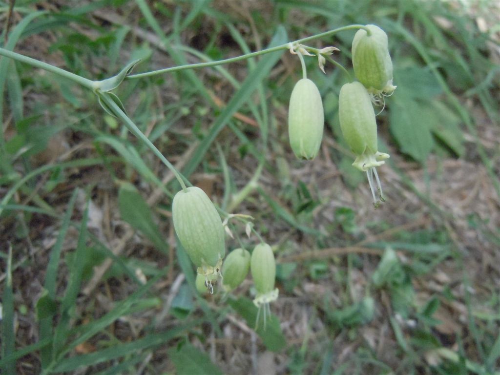 Silene vulgaris